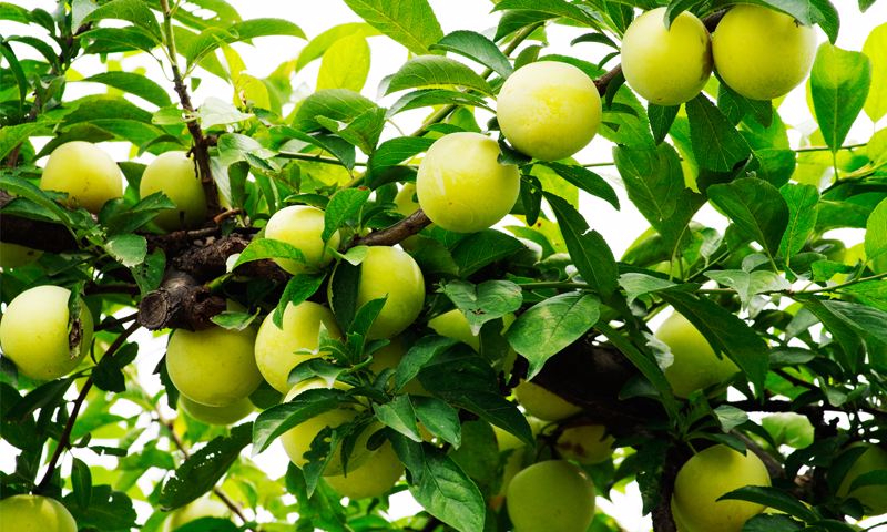 爱游戏官方入口案例展示六